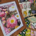Mounted photograph of everlastings in Kings Park, Western Australia