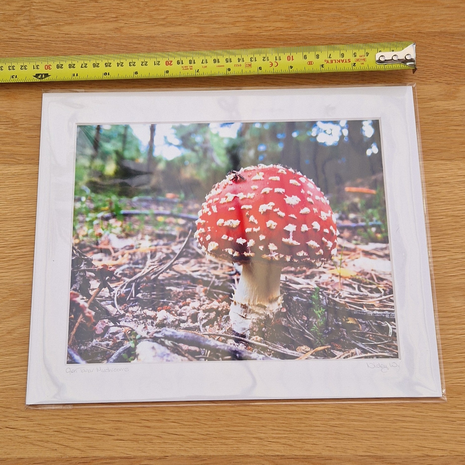 Mounted Photograph – Glen Tanar Mushroom