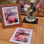 Mounted photograph of everlastings in Kings Park, Western Australia