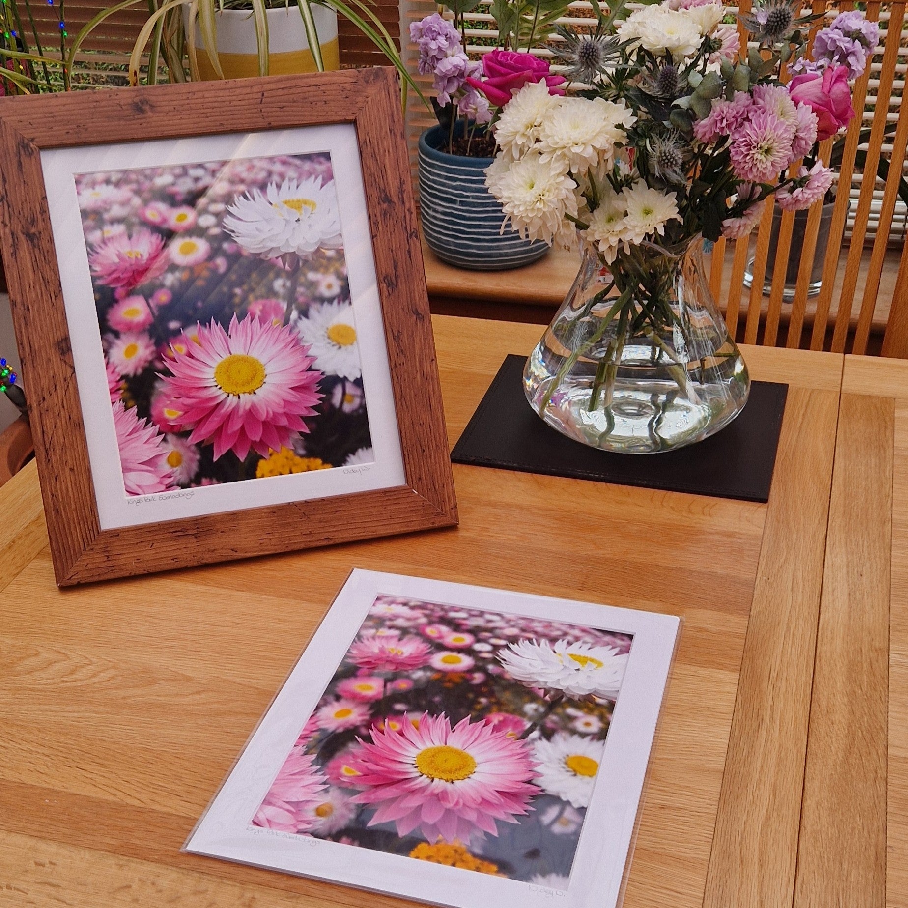Mounted photograph of everlastings in Kings Park, Western Australia