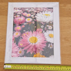 Mounted Photograph – Kings Park Everlastings