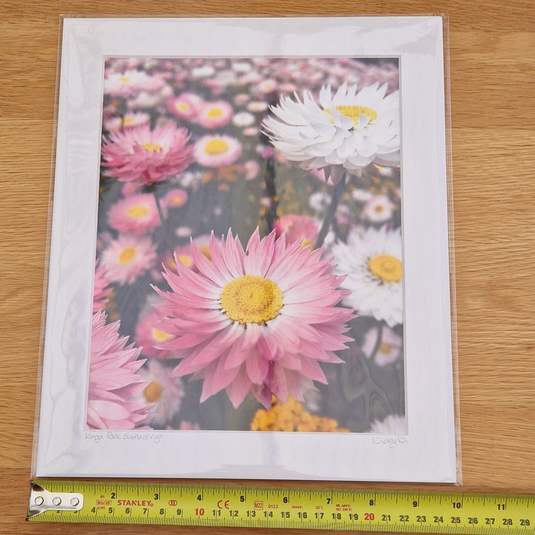 Mounted Photograph – Kings Park Everlastings