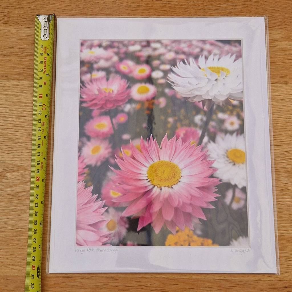 Mounted Photograph – Kings Park Everlastings