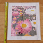 Mounted Photograph – Kings Park Everlastings